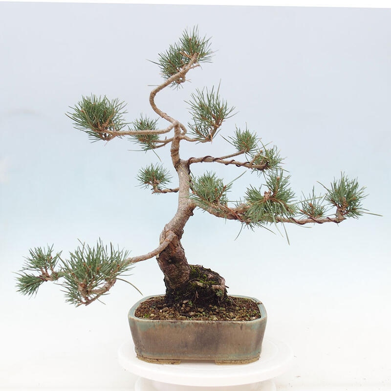 Outdoor bonsai - Pinus Sylvestris - Scots pine