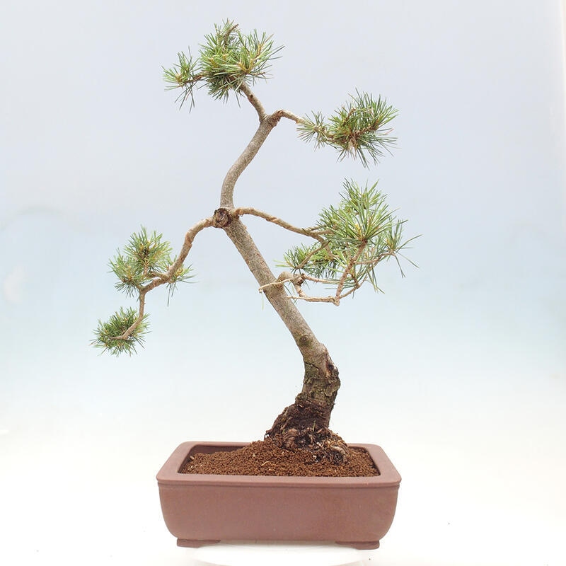 Outdoor bonsai - Pinus Sylvestris - Scots pine