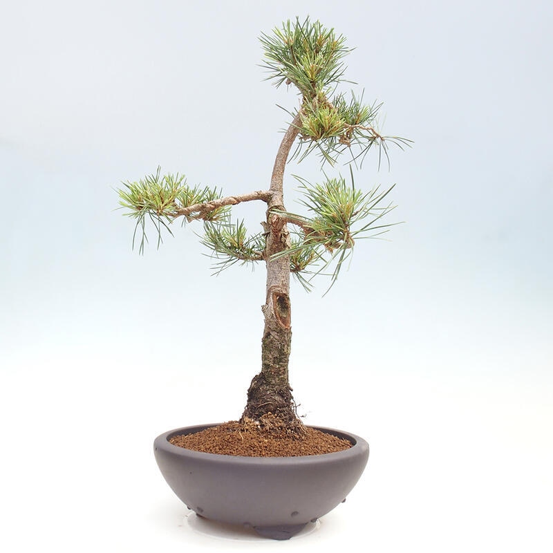 Outdoor bonsai - Pinus Sylvestris - Scots pine