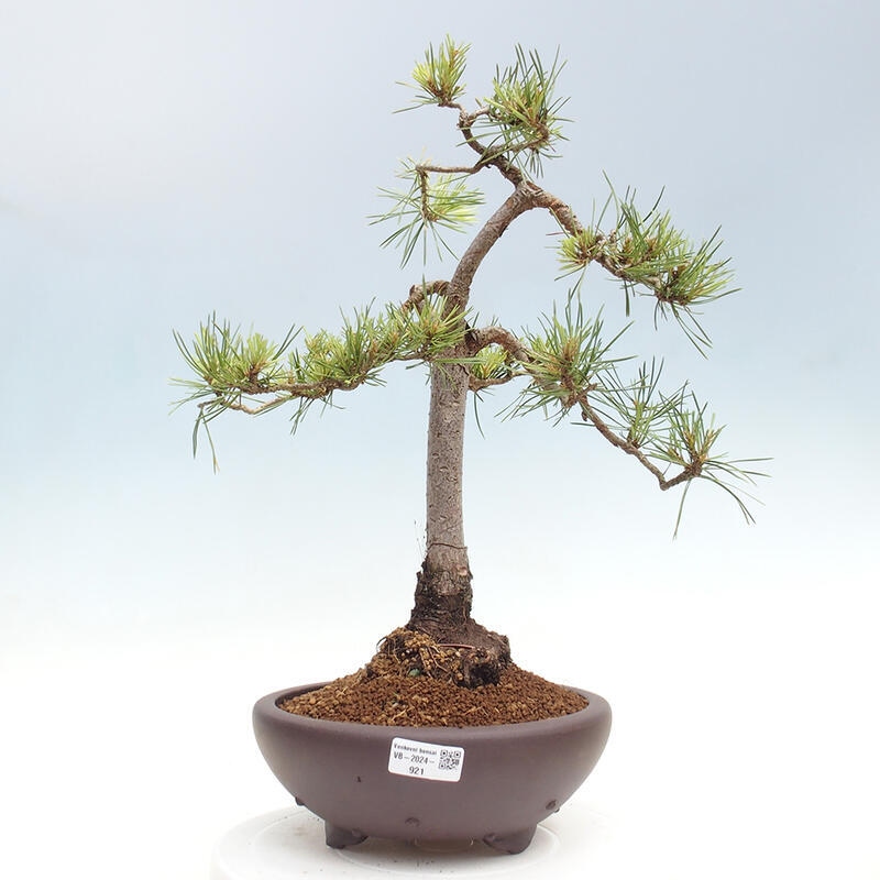 Outdoor bonsai - Pinus Sylvestris - Scots pine