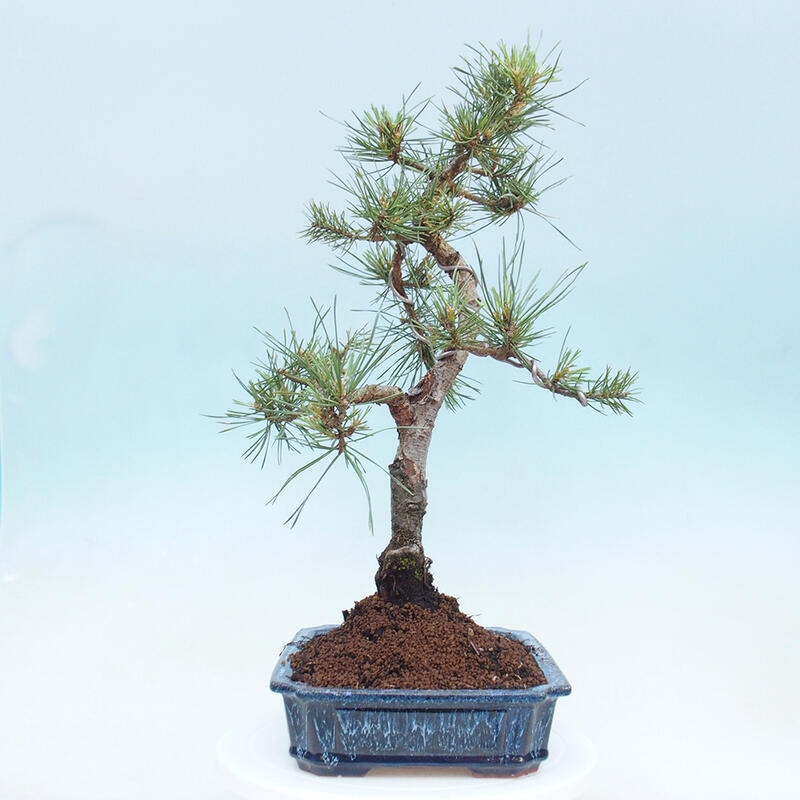 Outdoor bonsai - Pinus Sylvestris - Scots pine