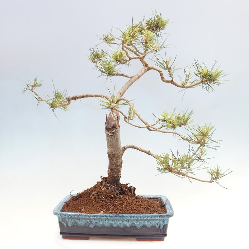 Outdoor bonsai - Pinus Sylvestris - Scots pine