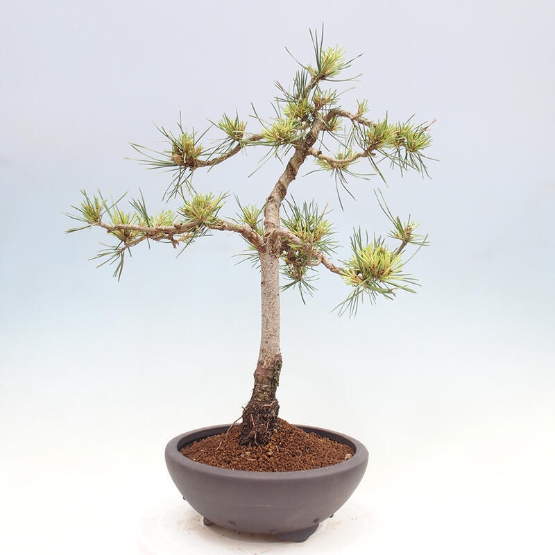 Outdoor bonsai - Pinus Sylvestris - Scots pine