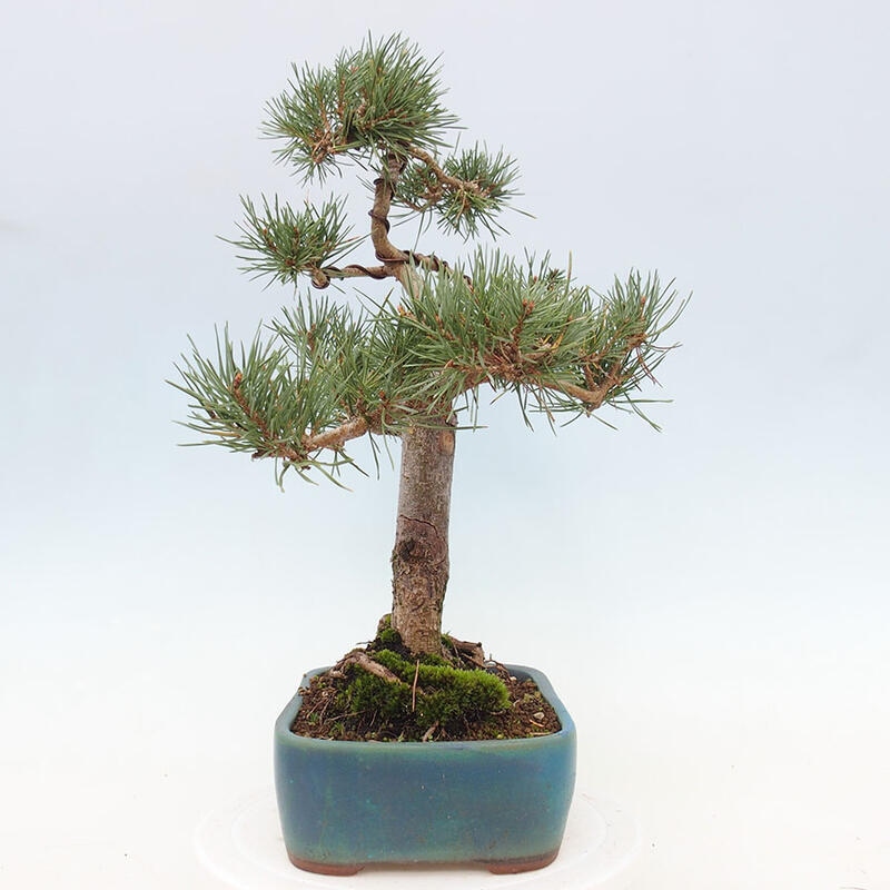 Outdoor bonsai - Pinus Sylvestris - Scots pine