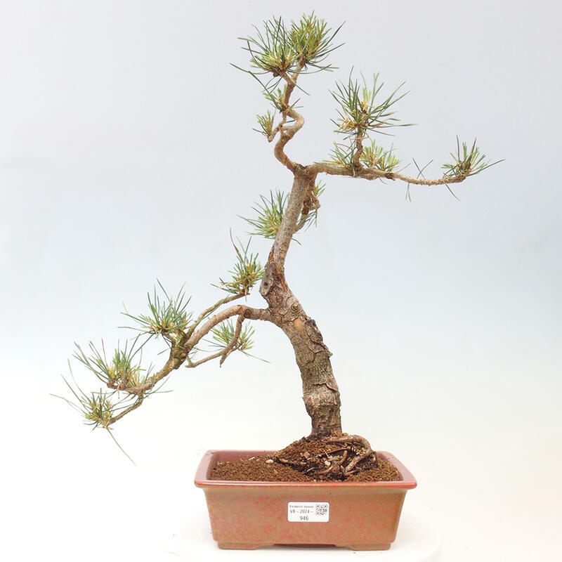 Outdoor bonsai - Pinus Sylvestris - Scots pine