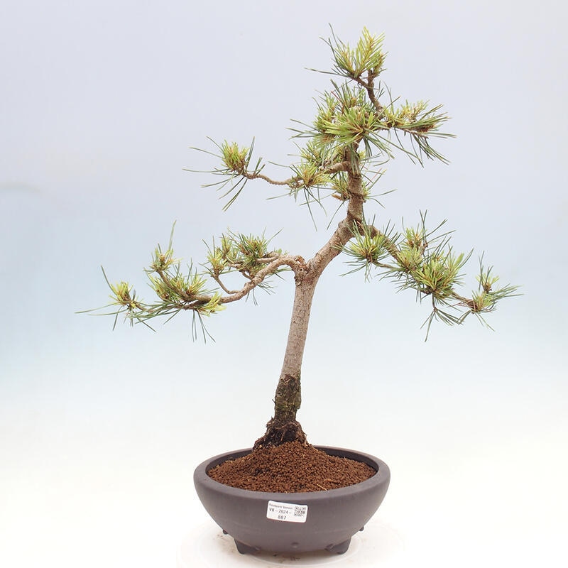 Outdoor bonsai - Pinus Sylvestris - Scots pine