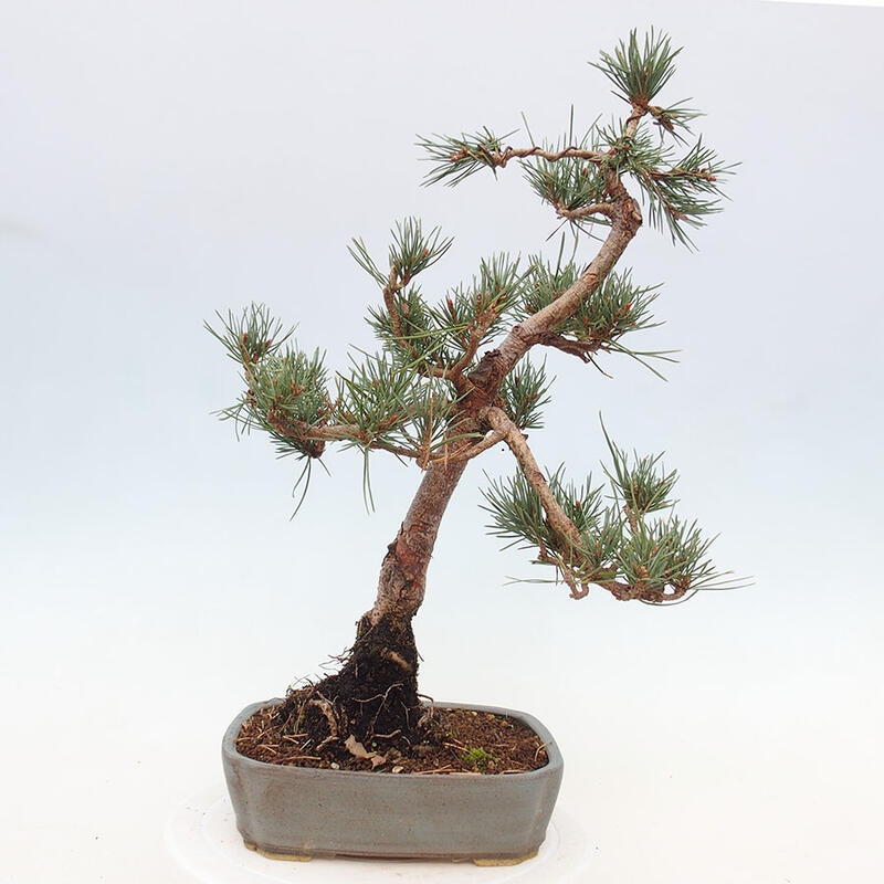 Outdoor bonsai - Pinus Sylvestris - Scots pine