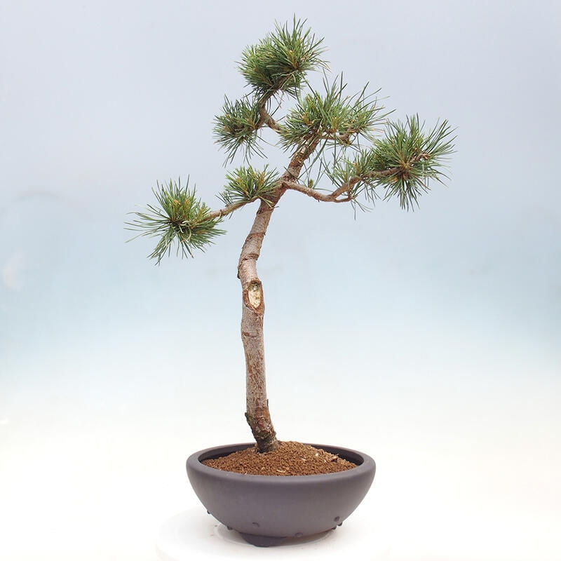 Outdoor bonsai - Pinus Sylvestris - Scots pine