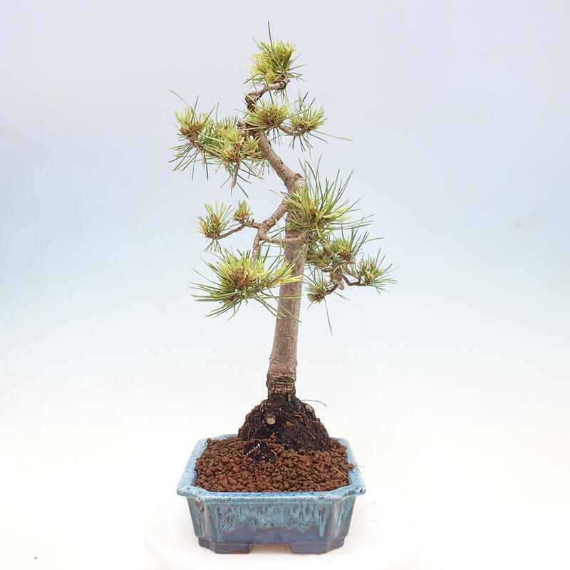 Outdoor bonsai - Pinus Sylvestris - Scots pine