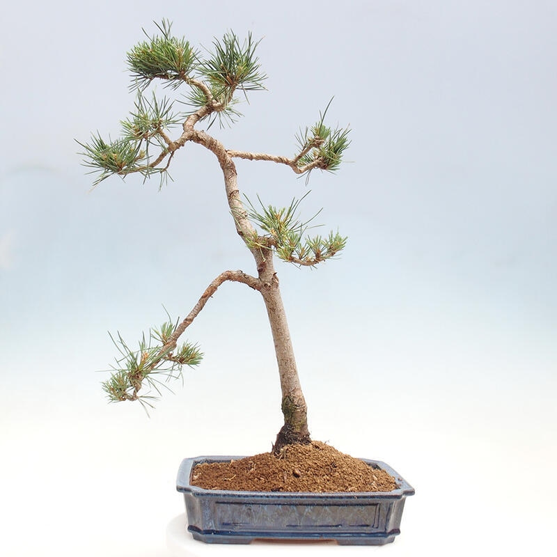 Outdoor bonsai - Pinus Sylvestris - Scots pine