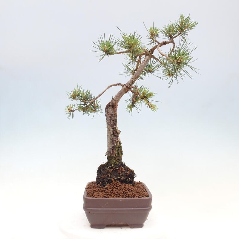 Outdoor bonsai - Pinus Sylvestris - Scots pine