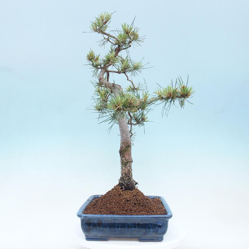 Outdoor bonsai - Pinus Sylvestris - Scots pine