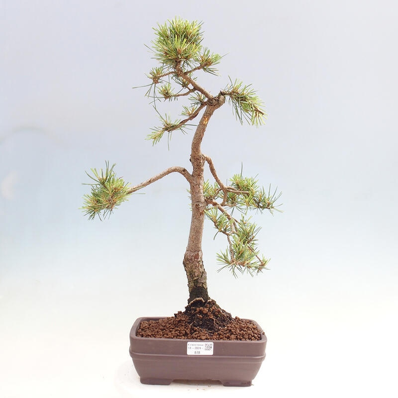 Outdoor bonsai - Pinus Sylvestris - Scots pine