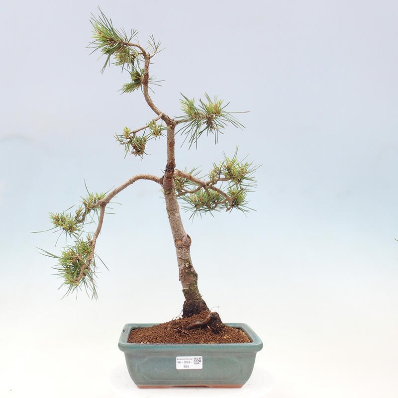 Outdoor bonsai - Pinus Sylvestris - Scots pine