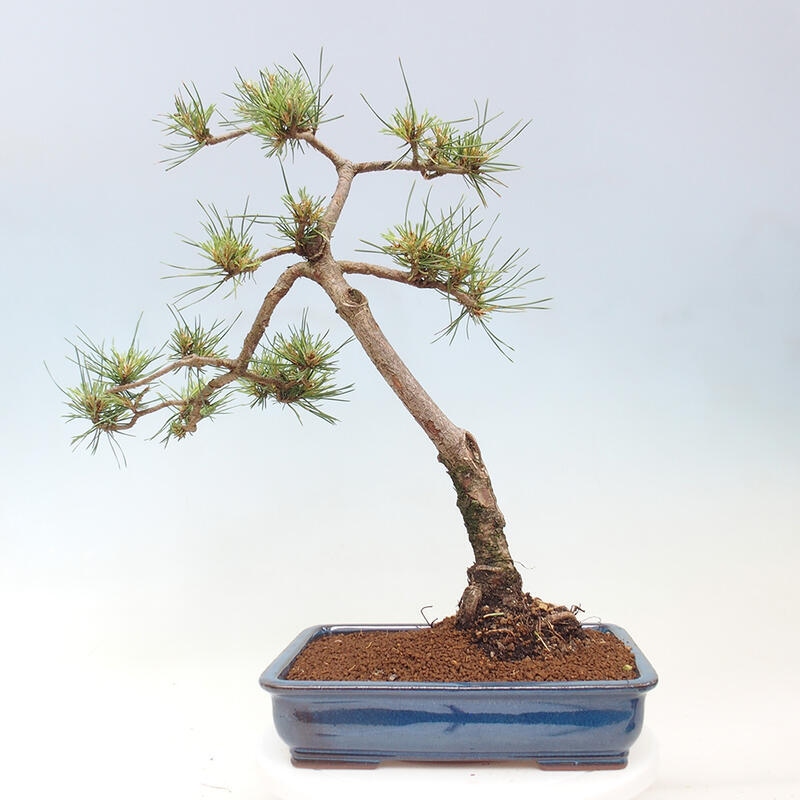 Outdoor bonsai - Pinus Sylvestris - Scots pine