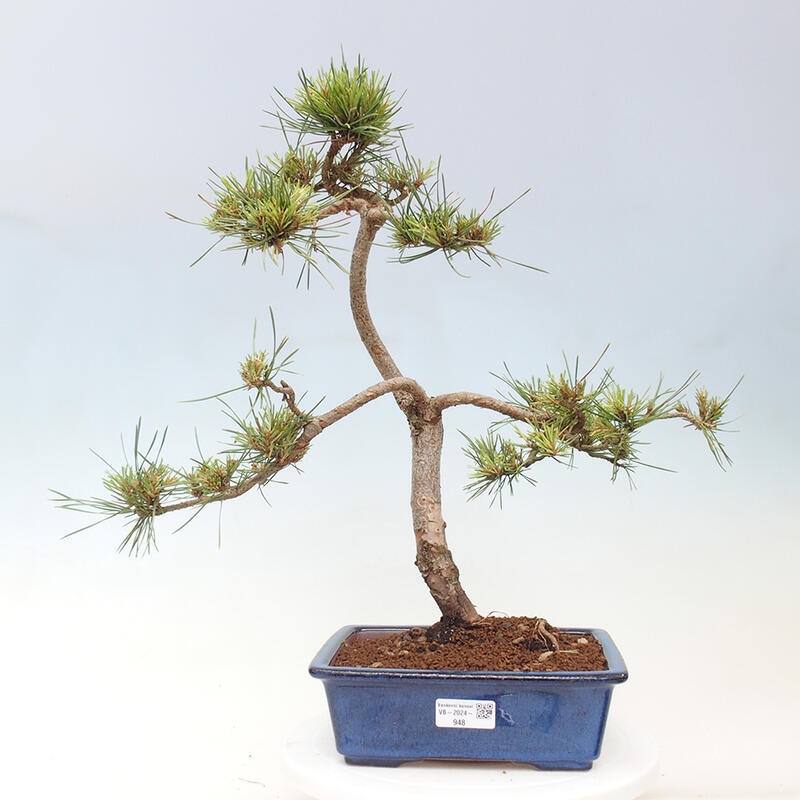 Outdoor bonsai - Pinus Sylvestris - Scots pine