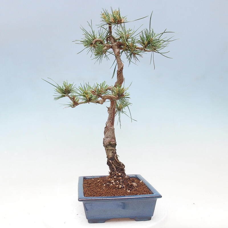 Outdoor bonsai - Pinus Sylvestris - Scots pine