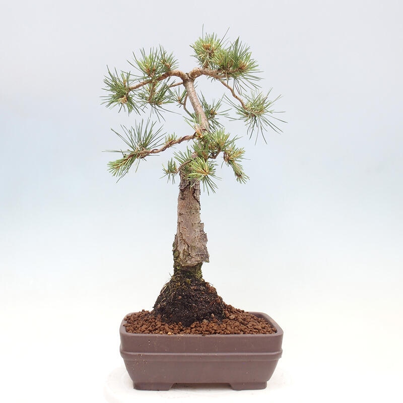 Outdoor bonsai - Pinus Sylvestris - Scots pine