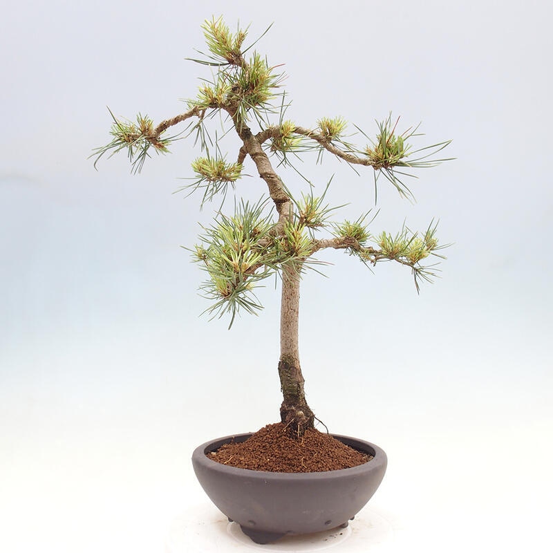 Outdoor bonsai - Pinus Sylvestris - Scots pine