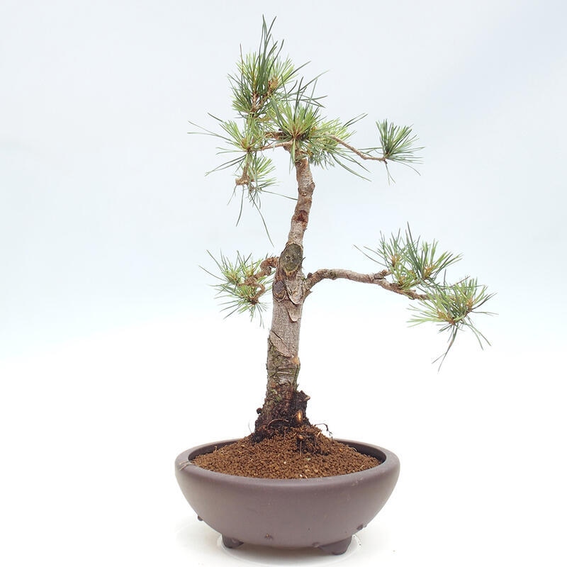 Outdoor bonsai - Pinus Sylvestris - Scots pine