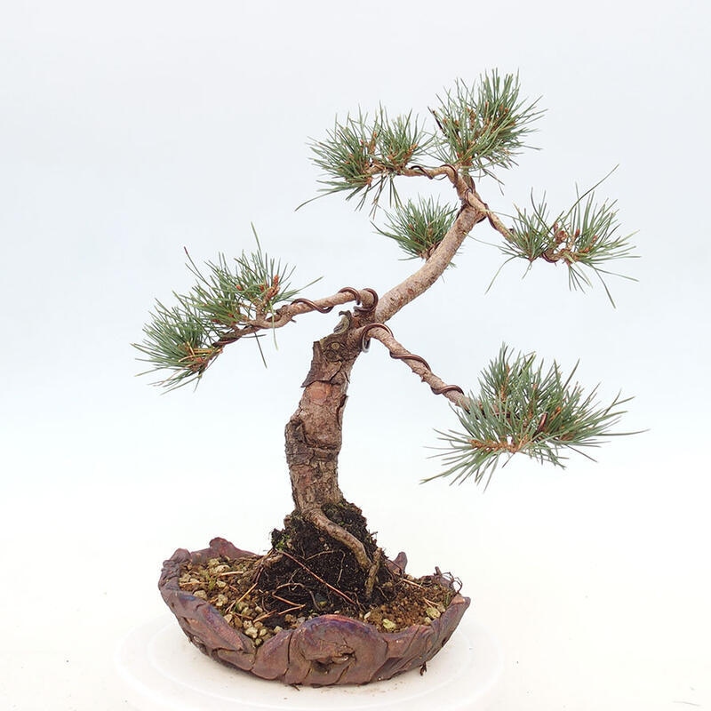 Outdoor bonsai - Pinus Sylvestris - Scots pine