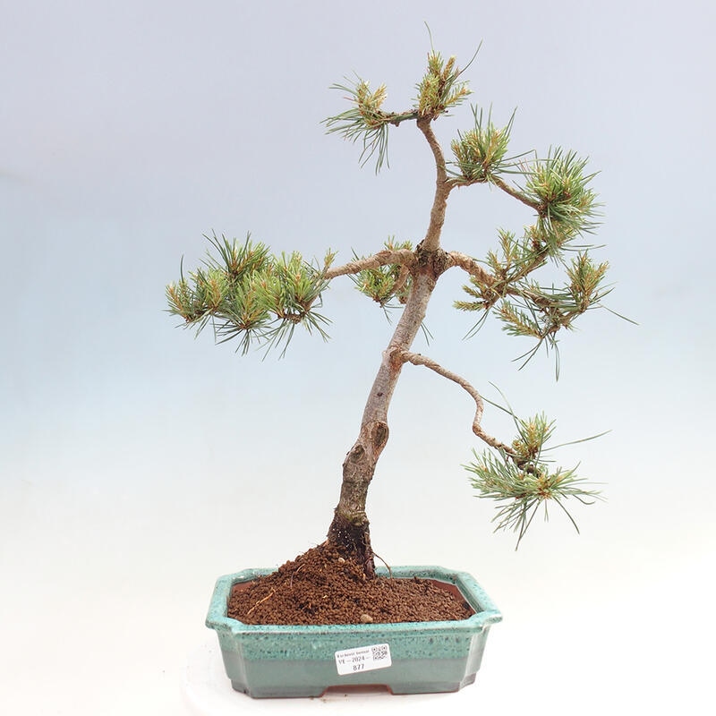 Outdoor bonsai - Pinus Sylvestris - Scots pine