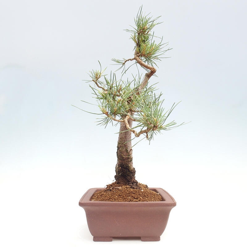 Outdoor bonsai - Pinus Sylvestris - Scots pine