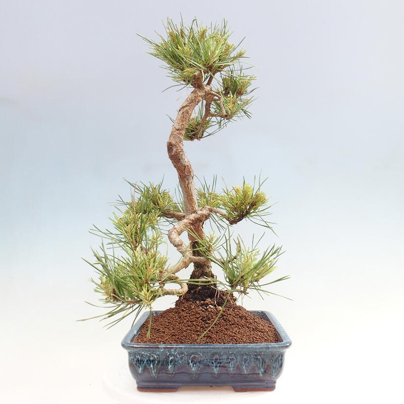 Outdoor bonsai - Pinus Sylvestris - Scots pine