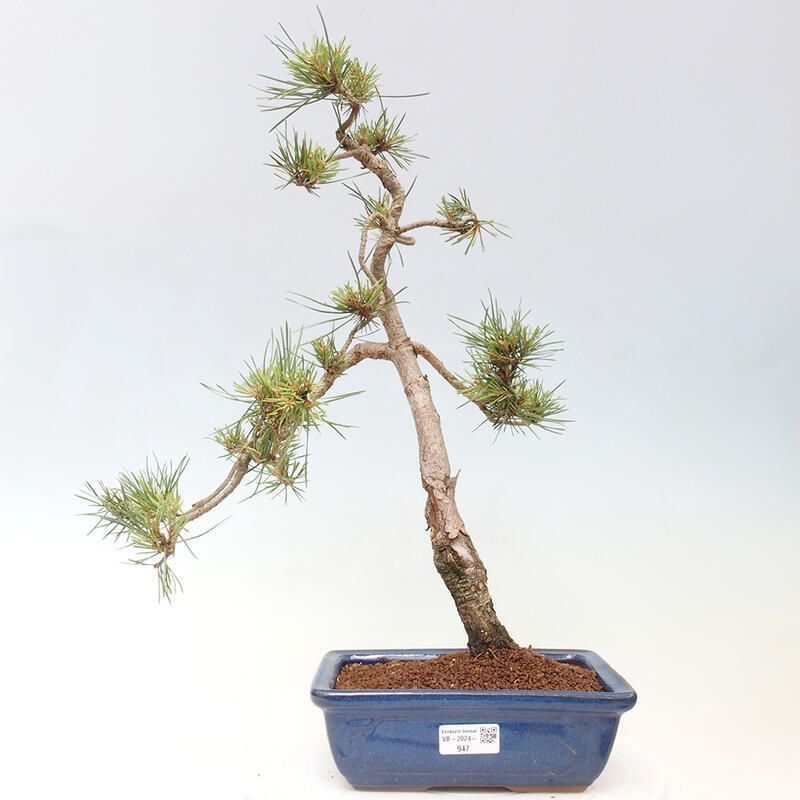 Outdoor bonsai - Pinus Sylvestris - Scots pine