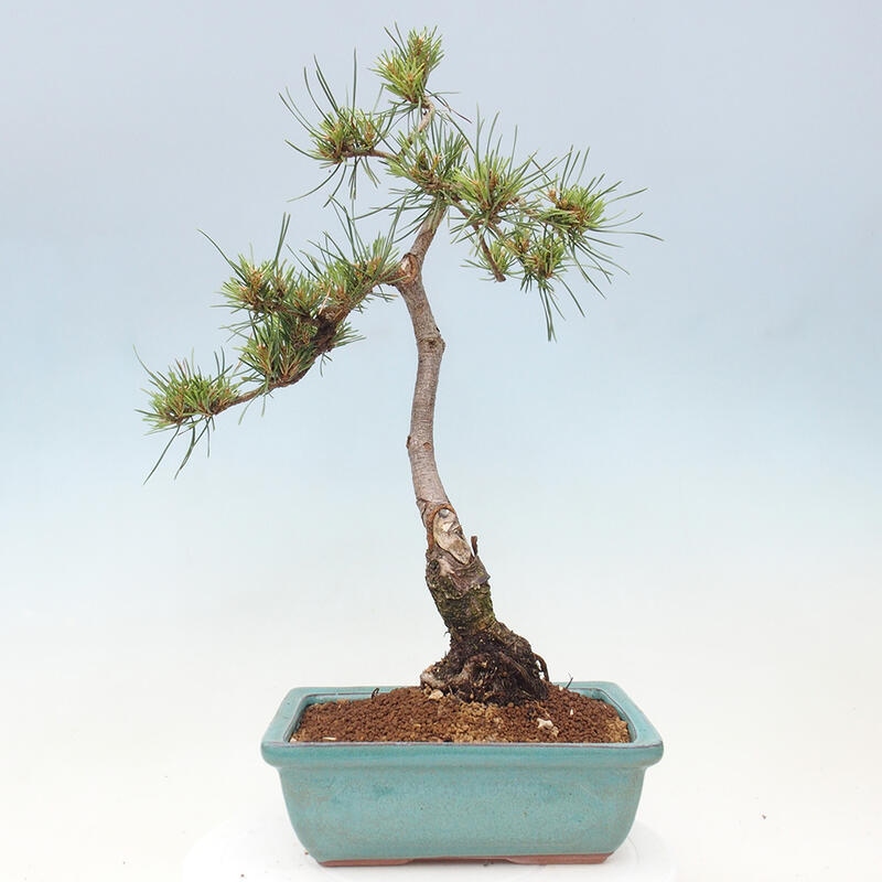 Outdoor bonsai - Pinus Sylvestris - Scots pine