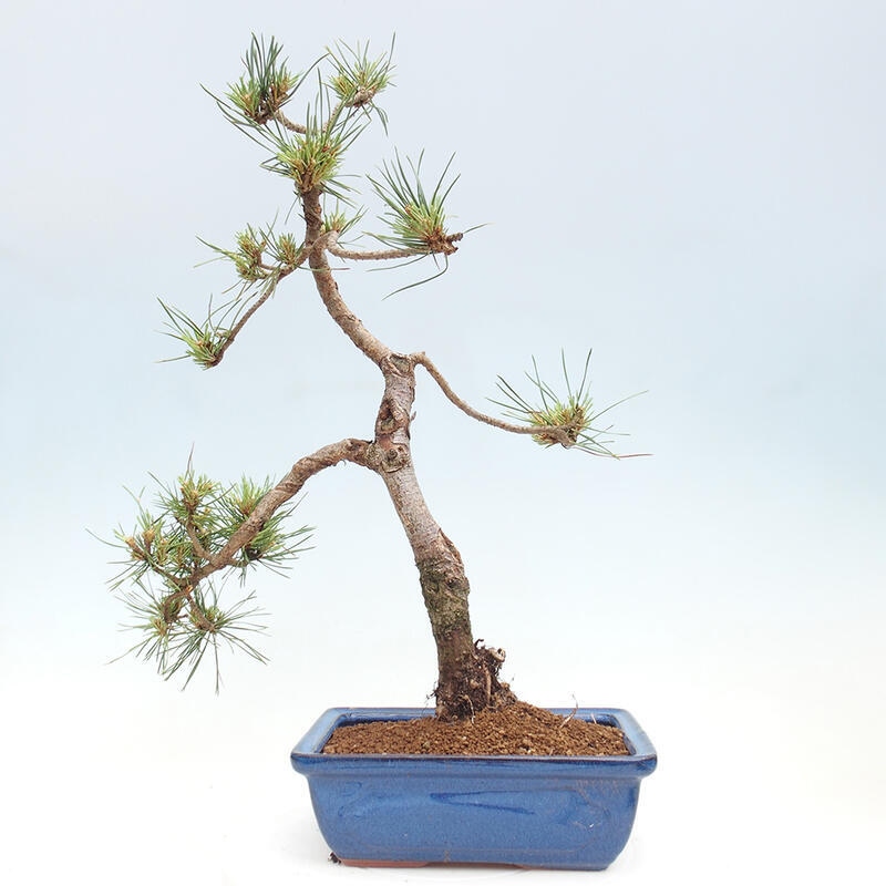 Outdoor bonsai - Pinus Sylvestris - Scots pine