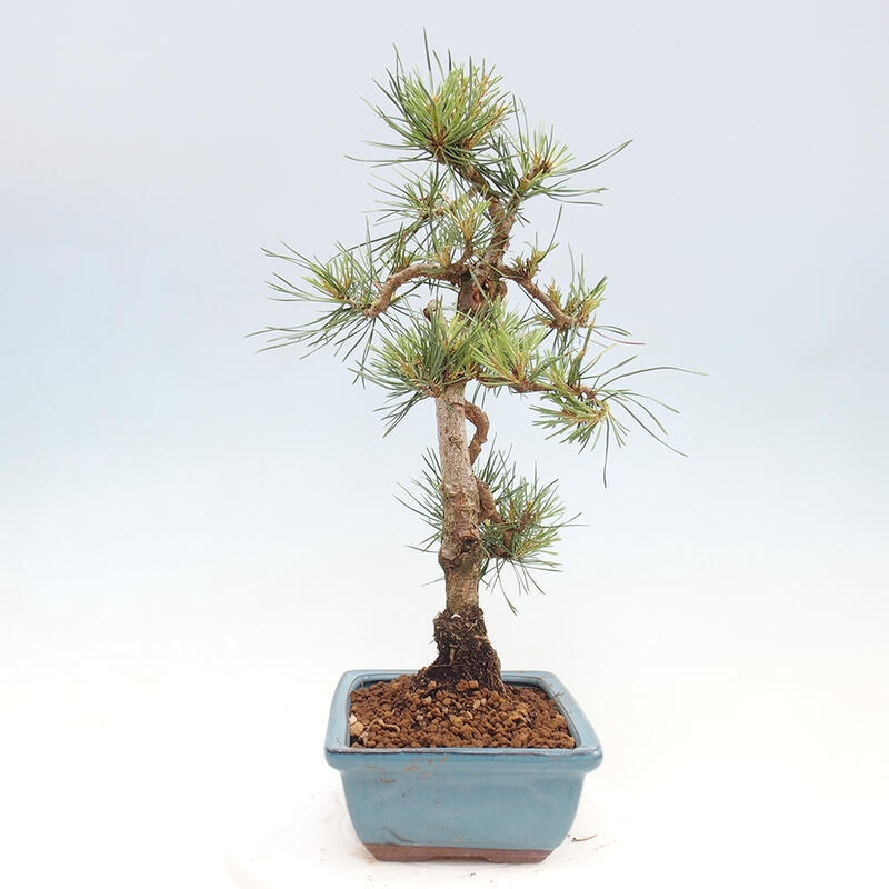 Outdoor bonsai - Pinus Sylvestris - Scots pine