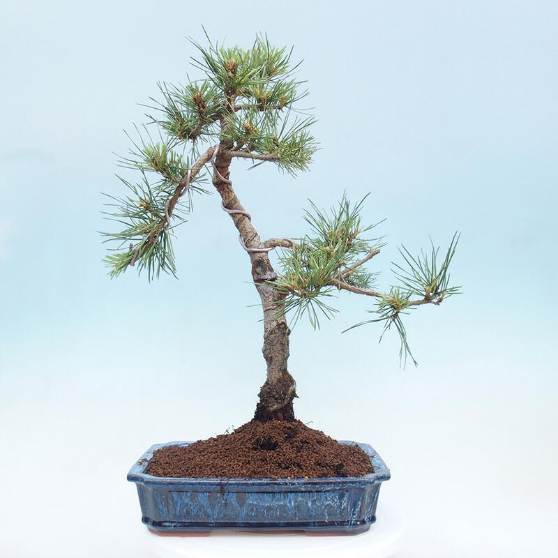 Outdoor bonsai - Pinus Sylvestris - Scots pine