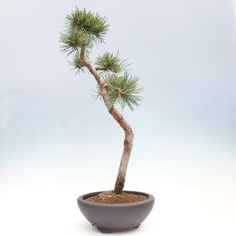 Outdoor bonsai - Pinus Sylvestris - Scots pine