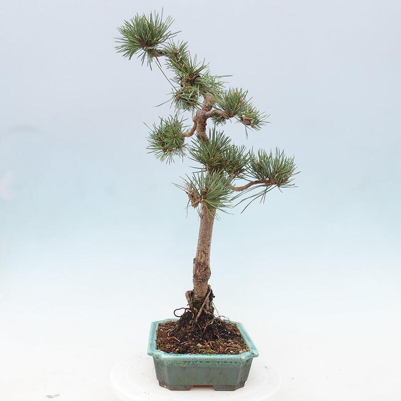 Outdoor bonsai - Pinus Sylvestris - Scots pine