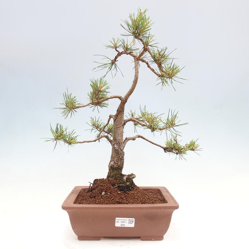 Outdoor bonsai - Pinus Sylvestris - Scots pine