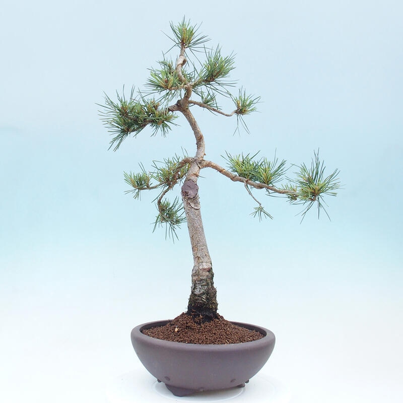 Outdoor bonsai - Pinus Sylvestris - Scots pine