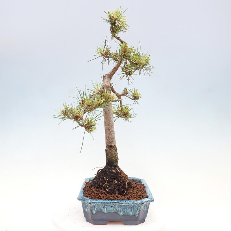 Outdoor bonsai - Pinus Sylvestris - Scots pine