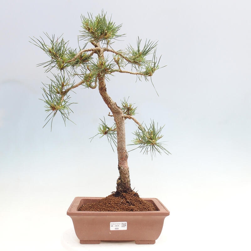 Outdoor bonsai - Pinus Sylvestris - Scots pine