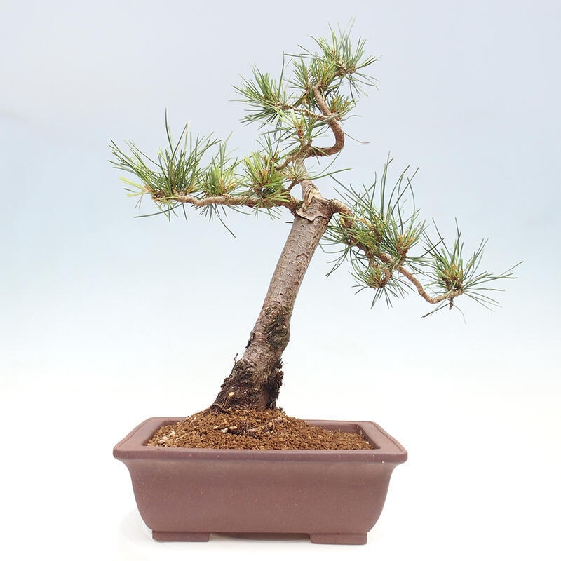 Outdoor bonsai - Pinus Sylvestris - Scots pine