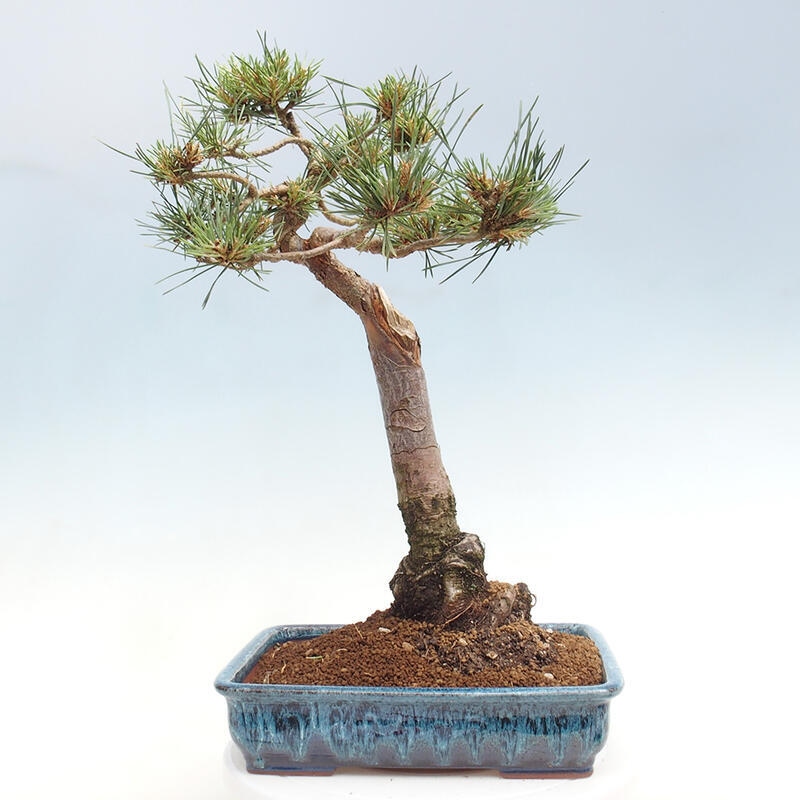 Outdoor bonsai - Pinus Sylvestris - Scots pine