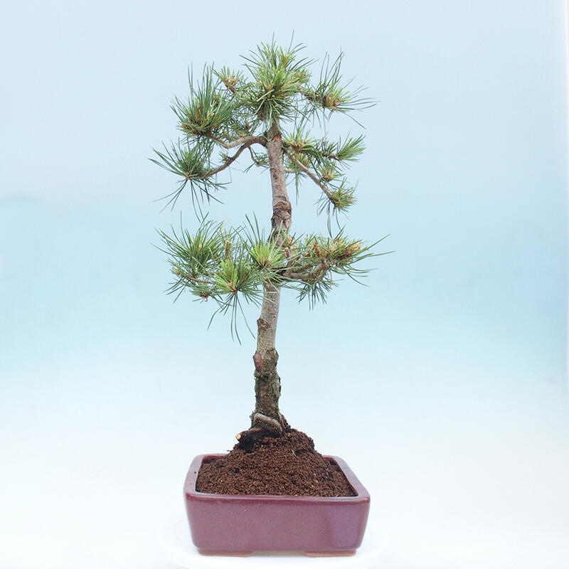 Outdoor bonsai - Pinus Sylvestris - Scots pine