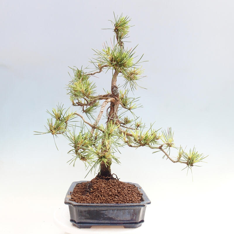 Outdoor bonsai - Pinus Sylvestris - Scots pine