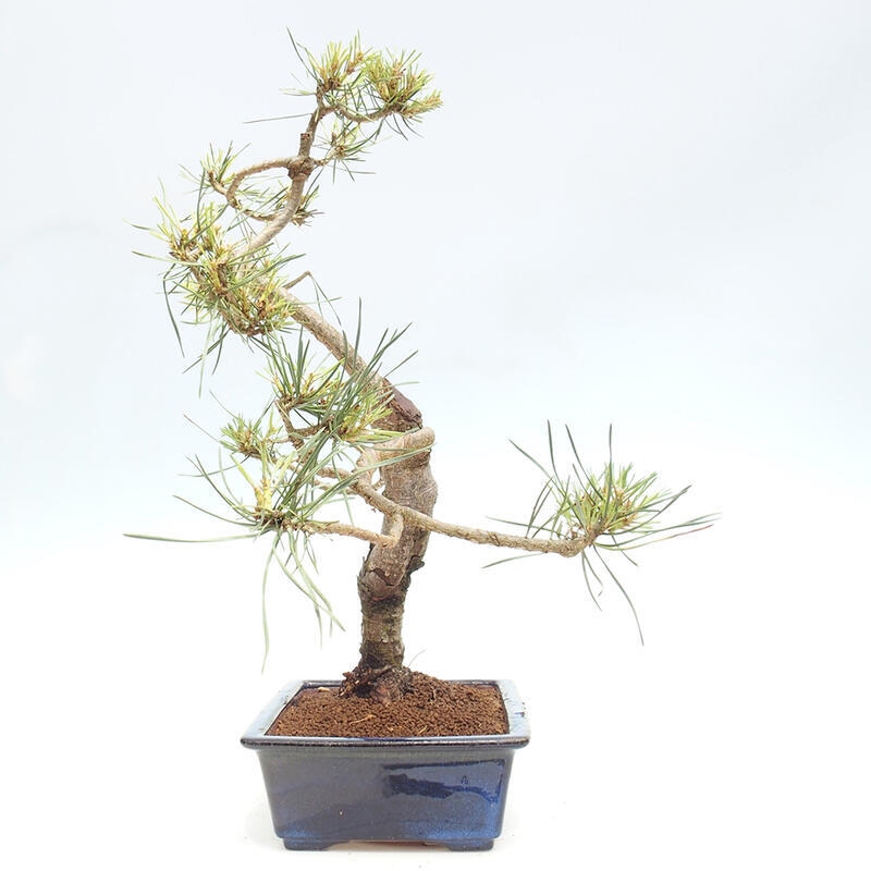 Outdoor bonsai - Pinus Sylvestris - Scots pine