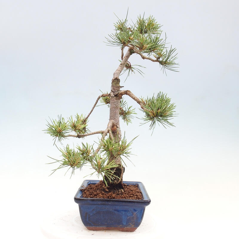 Outdoor bonsai - Pinus Sylvestris - Scots pine