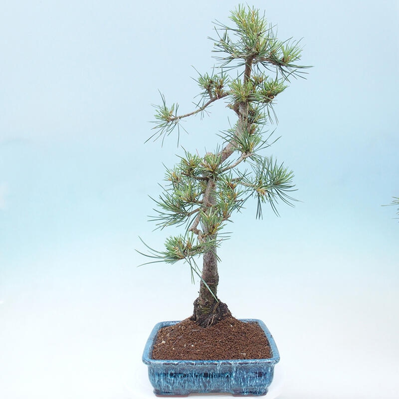 Outdoor bonsai - Pinus Sylvestris - Scots pine