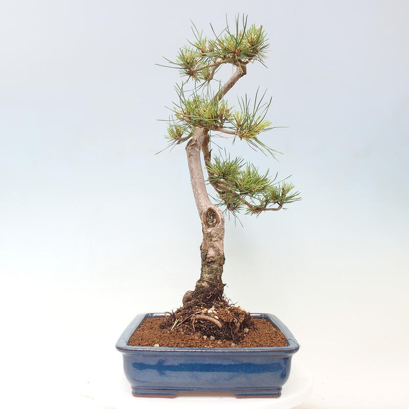 Outdoor bonsai - Pinus Sylvestris - Scots pine