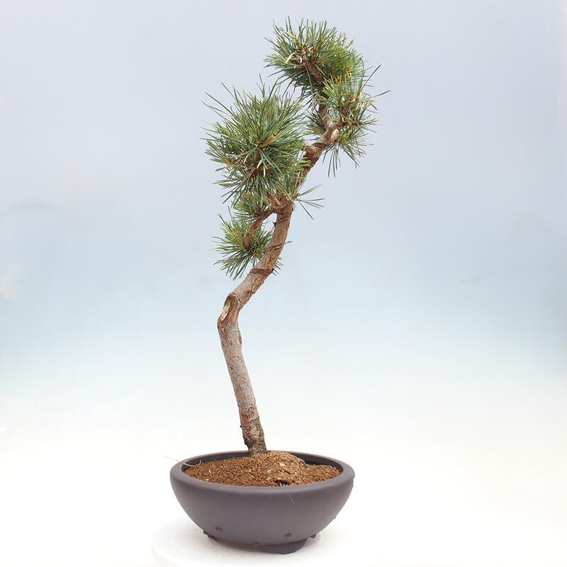 Outdoor bonsai - Pinus Sylvestris - Scots pine