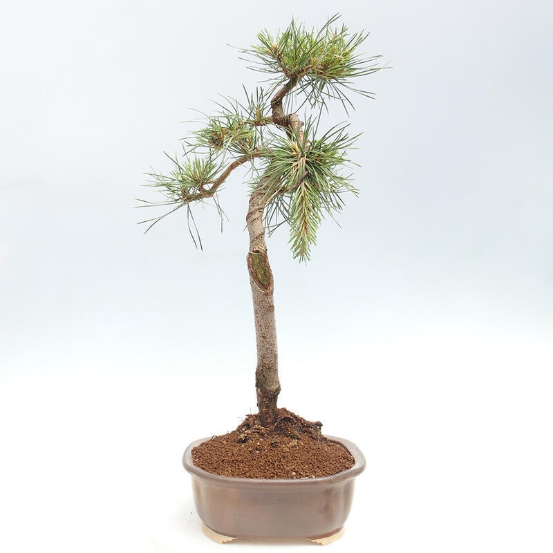 Outdoor bonsai - Pinus Sylvestris - Scots pine