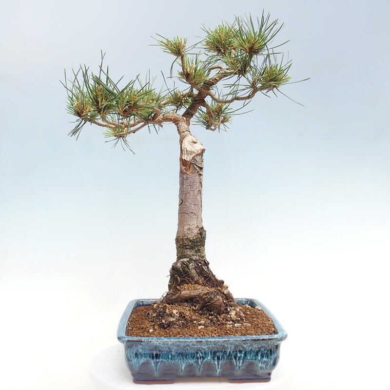 Outdoor bonsai - Pinus Sylvestris - Scots pine